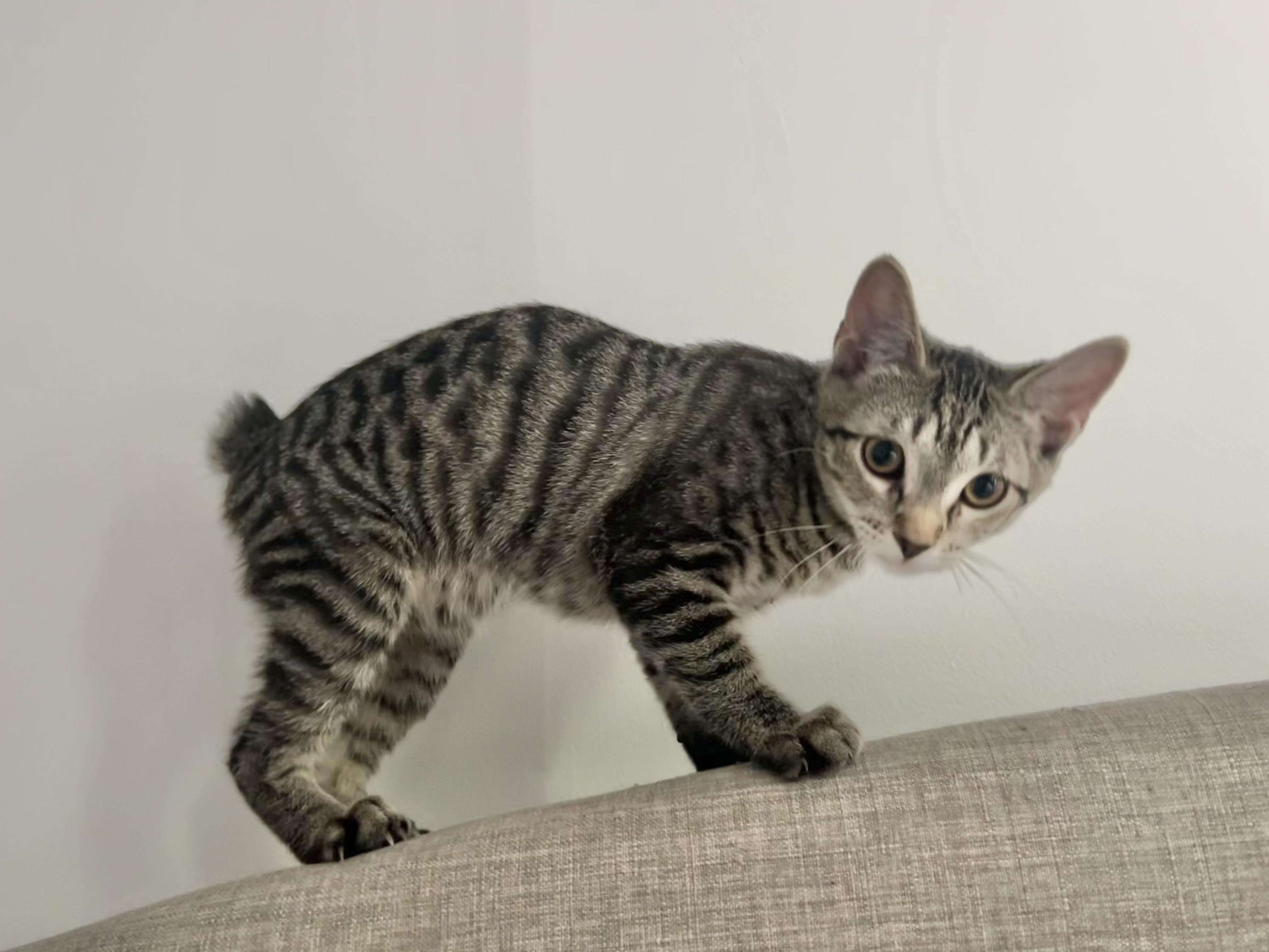 Sage the Bobtail Kitten, ADOPTABLE, Kitten Male Domestic Short Hair.