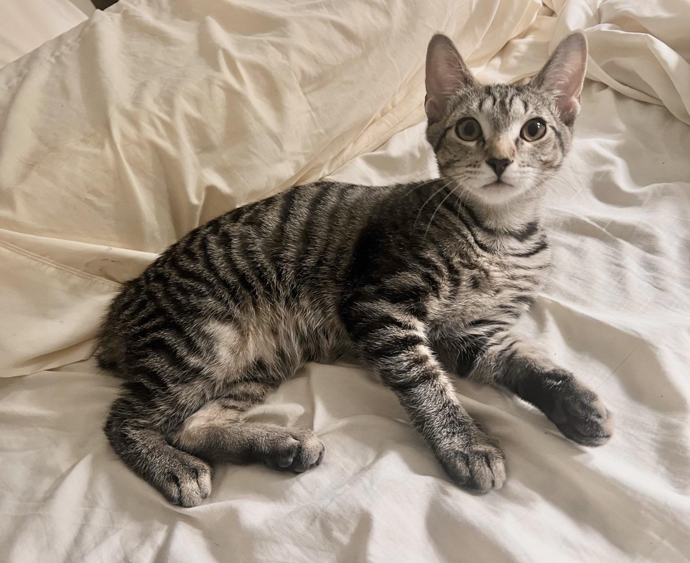 Enlarge Sage the Bobtail Kitten, a ADOPTABLE Domestic Short Hair in Mount Juliet, TN image 3/6