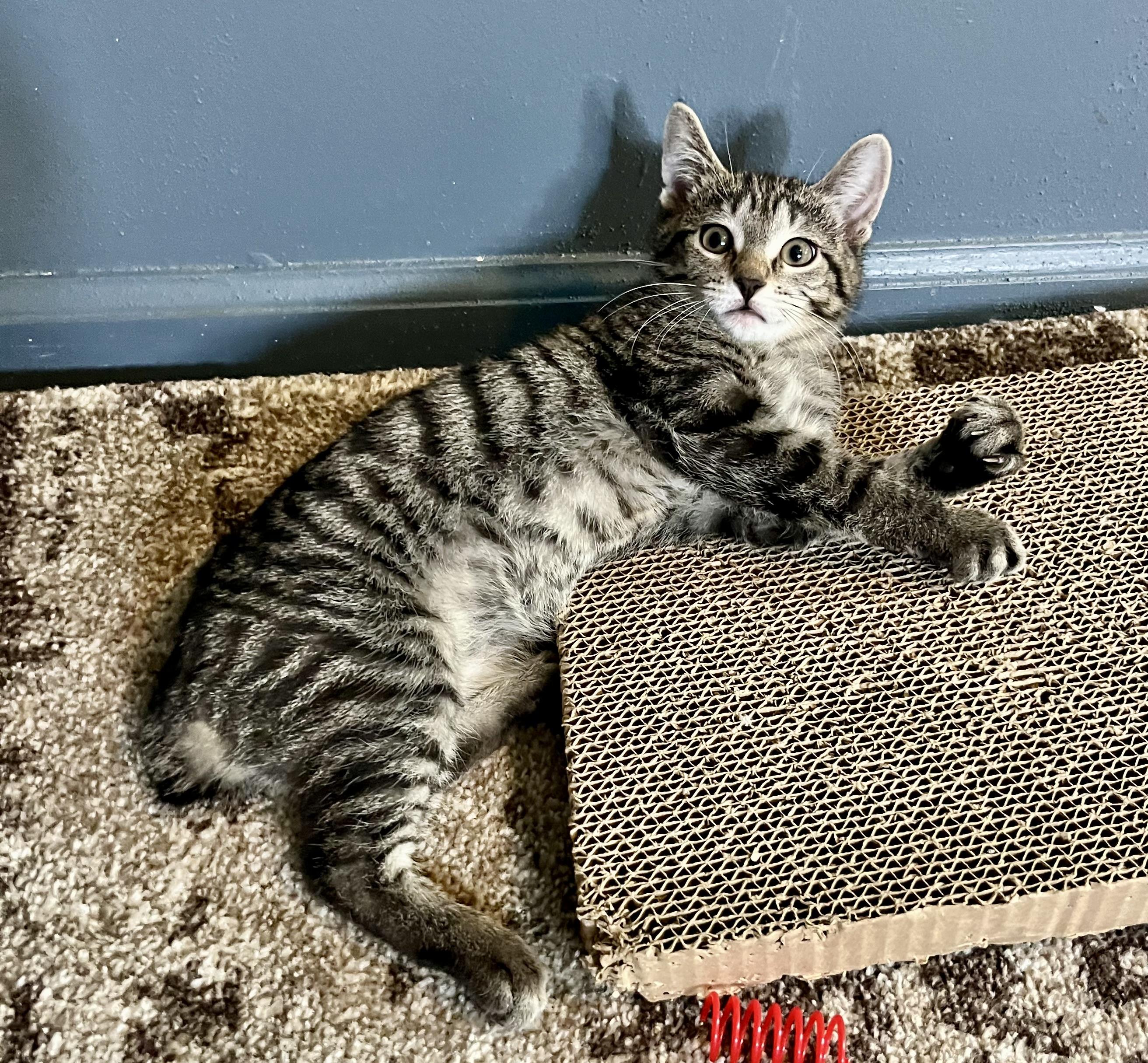 Sage, a ADOPTABLE Domestic Short Hair in Mount Juliet, TN image 4/5