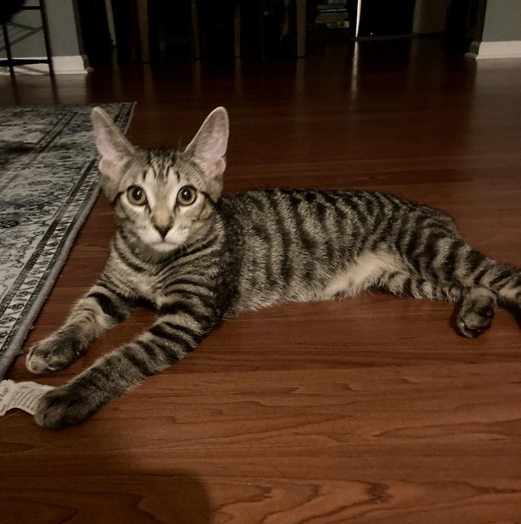 Enlarge Sage the Bobtail Kitten, a ADOPTABLE Domestic Short Hair in Mount Juliet, TN image 5/6