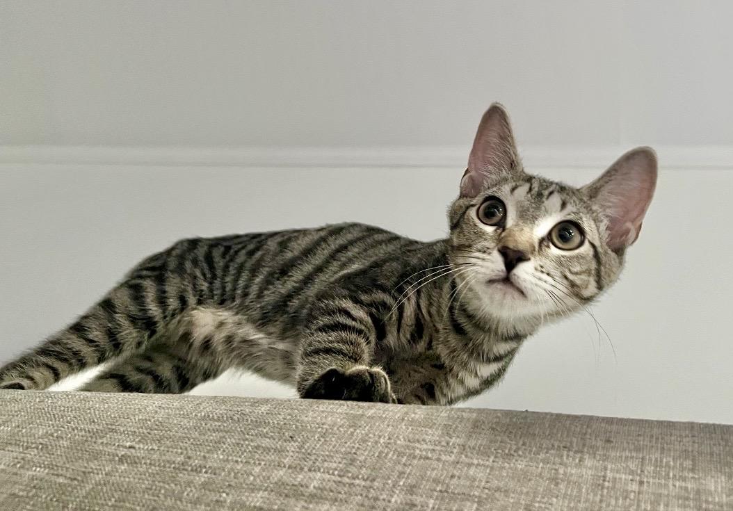 Enlarge Sage the Bobtail Kitten, a ADOPTABLE Domestic Short Hair in Mount Juliet, TN image 4/6