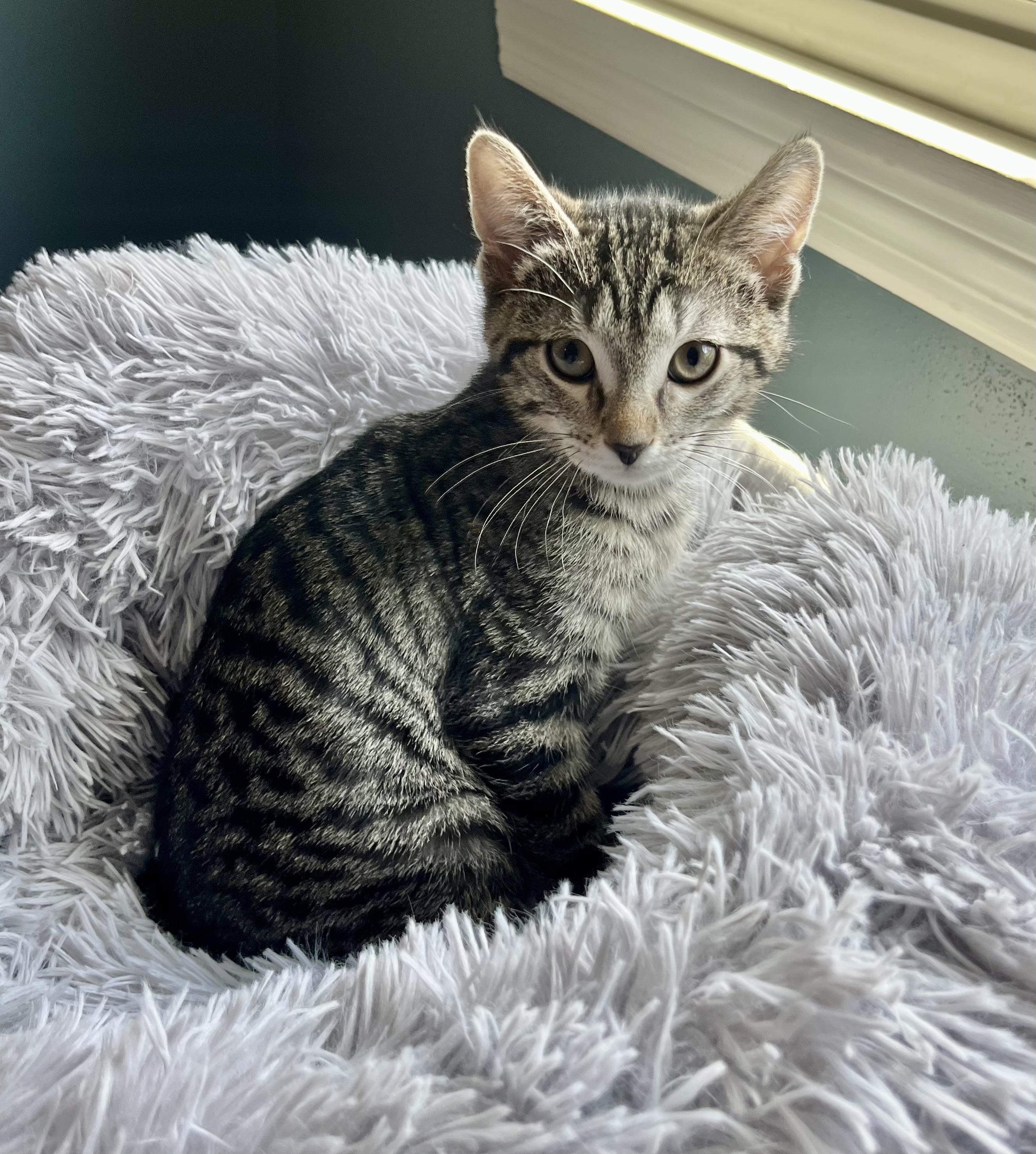Sage, a ADOPTABLE Domestic Short Hair in Mount Juliet, TN image 2/5