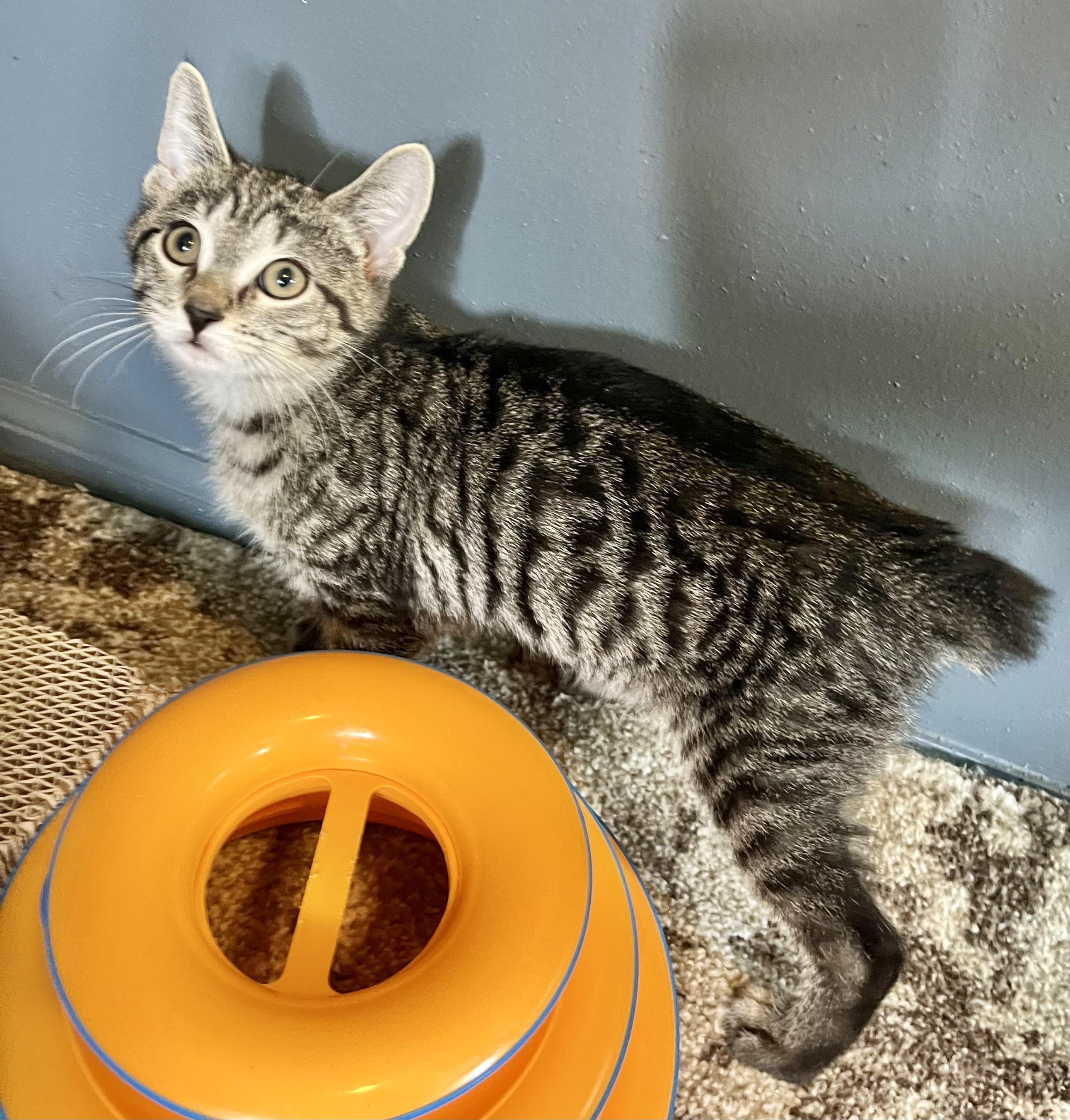 Sage, a ADOPTABLE Domestic Short Hair in Mount Juliet, TN image 1/5