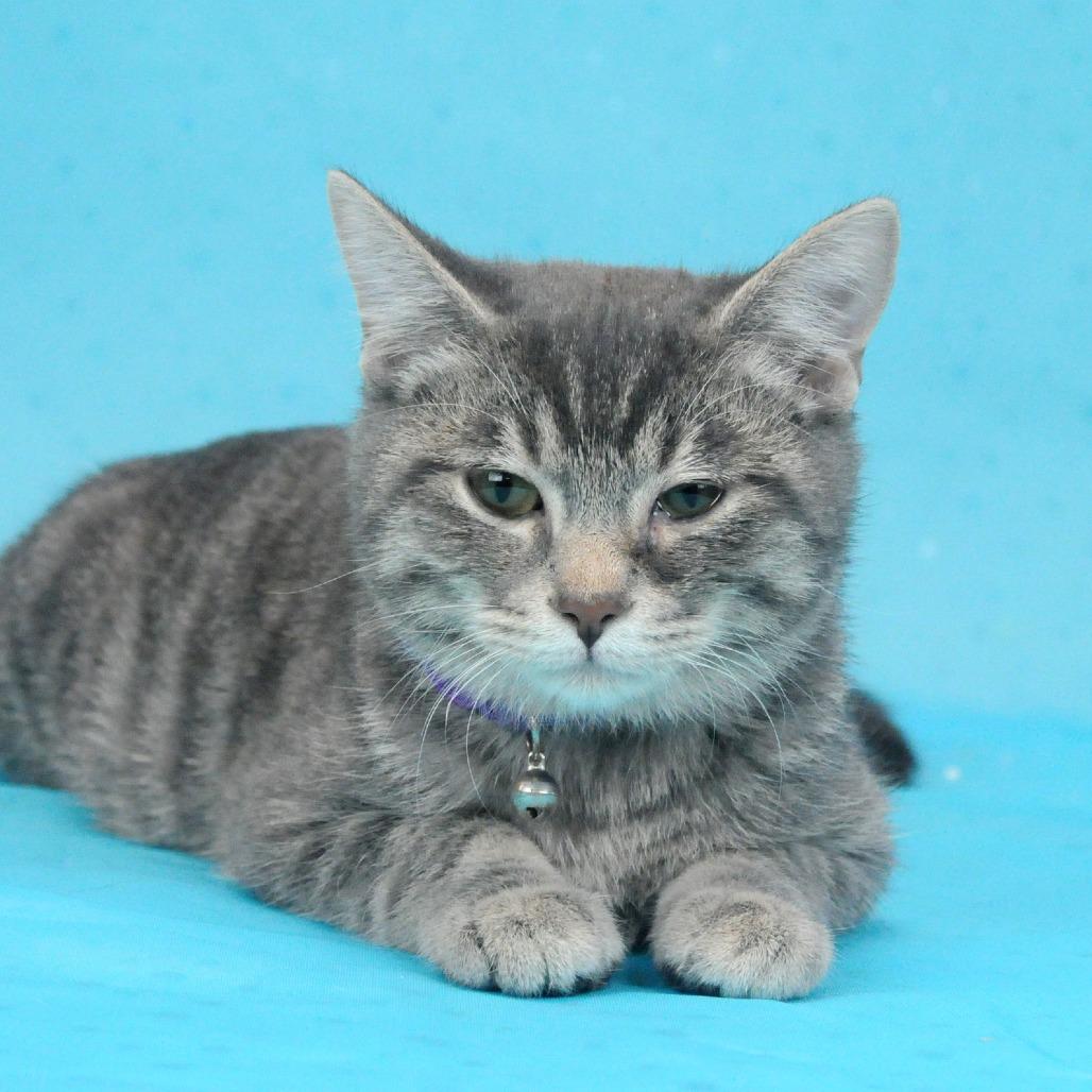 Dock-C, Adoptable, Young Male Domestic Short Hair.