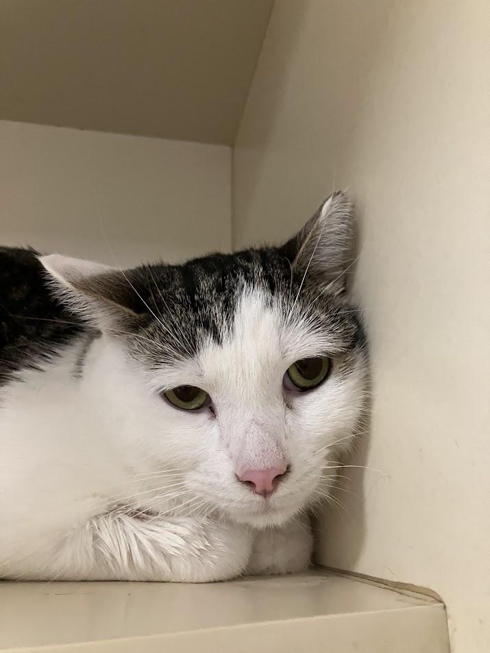 Enlarge Squier, an adoptable Domestic Short Hair in DeKalb, IL image 1/1