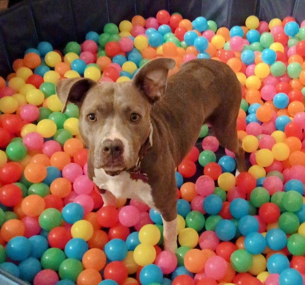 Enlarge Hollie, a Adoptable Pit Bull Terrier in Rochester, NY image 3/3