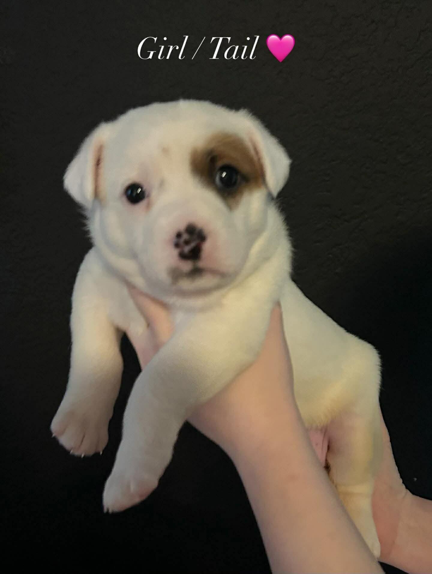 Enlarge Heeler/Aussie mix girl, an adopted mixed breed in Agua Dulce, CA image 1/1
