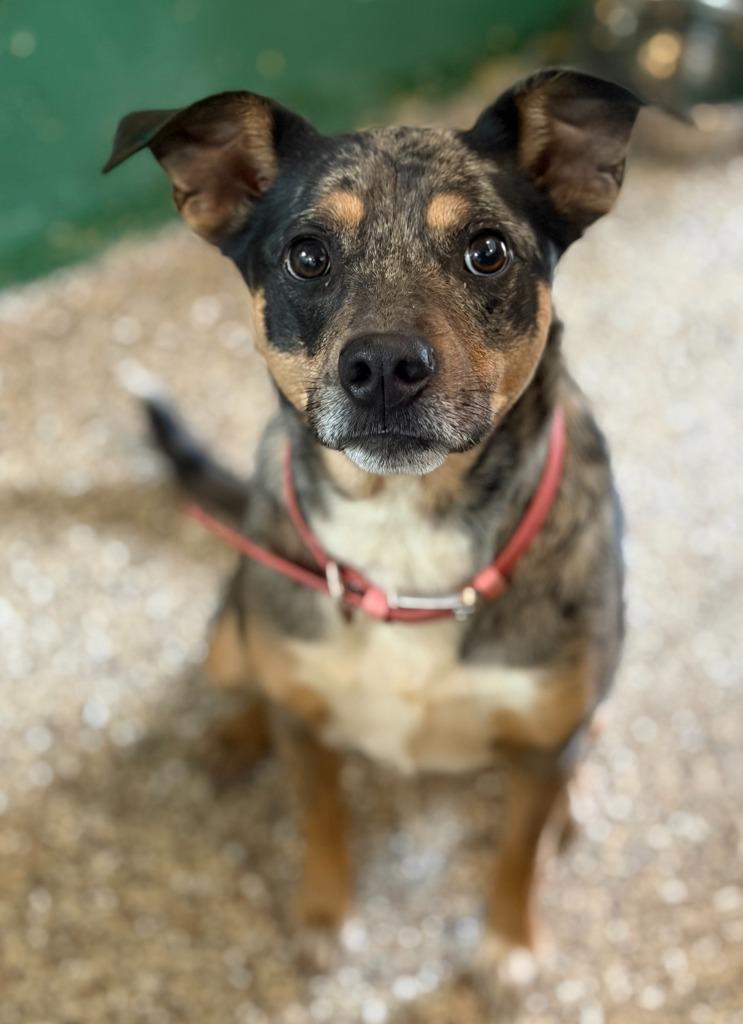 Harlow, Adoptable, Young Female Cattle Dog & Jack Russell Terrier.