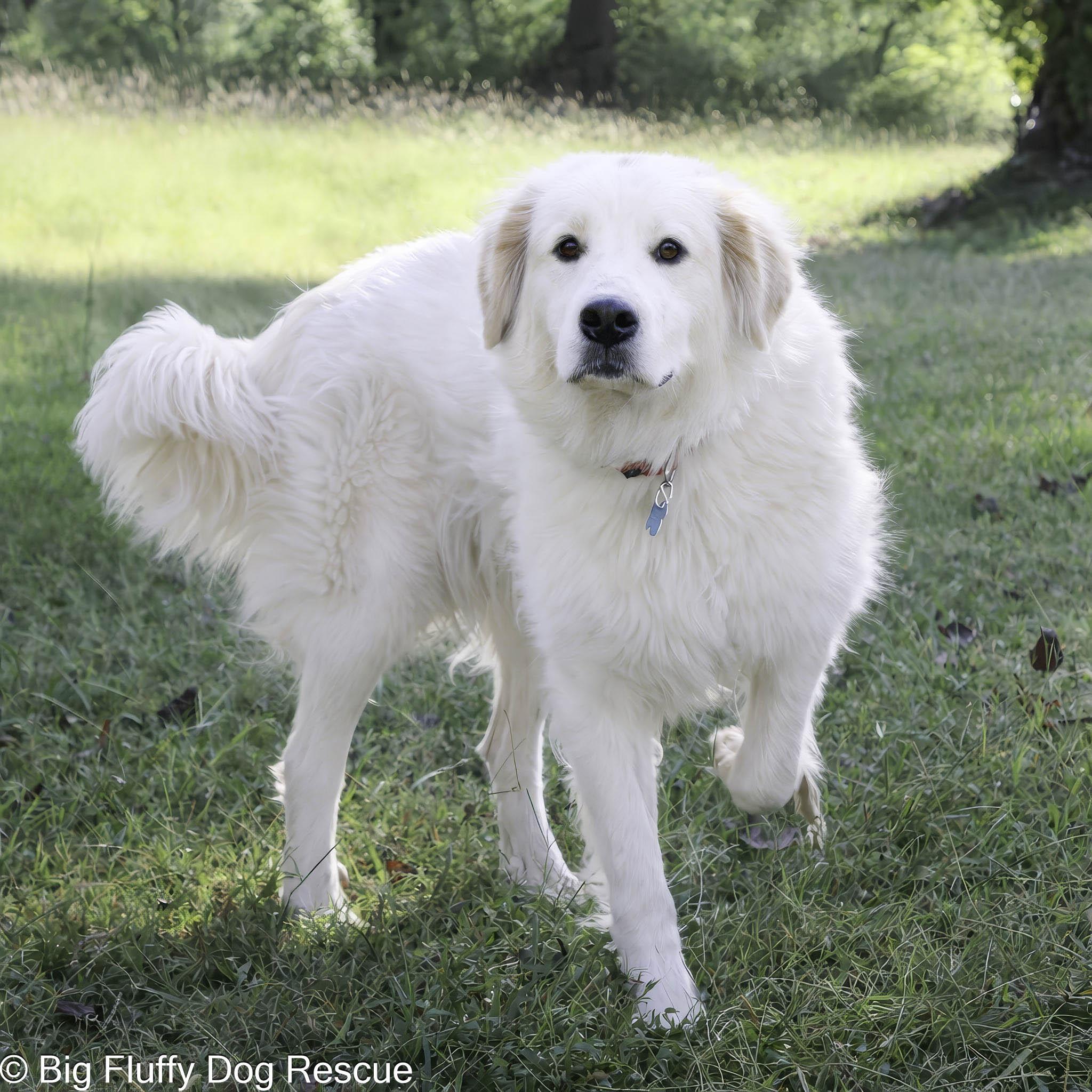 Zinnia — thumbnail 3