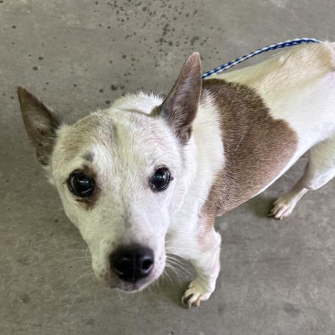 AUGIE, Adoptable, Adult Male Rat Terrier & Mixed Breed.