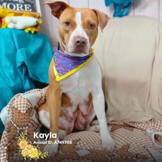 MISSY, Adoptable, Adult Female American Staffordshire Terrier.