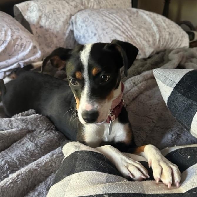 Brandy, a ADOPTABLE mixed breed in Cedarburg, WI image 3/6