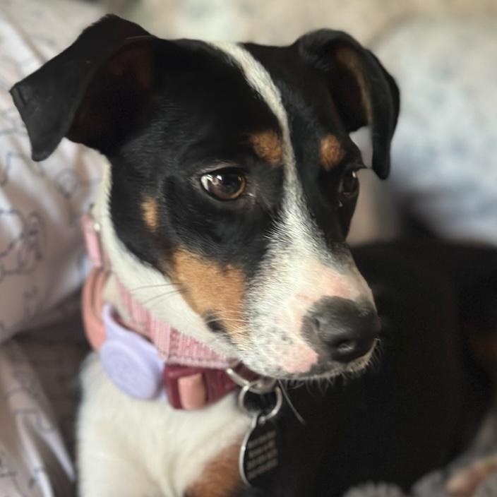 Brandy, a ADOPTABLE mixed breed in Cedarburg, WI image 4/6