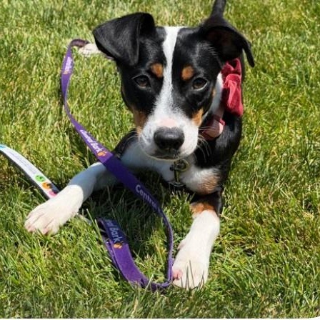 Brandy, a ADOPTABLE mixed breed in Cedarburg, WI image 1/6