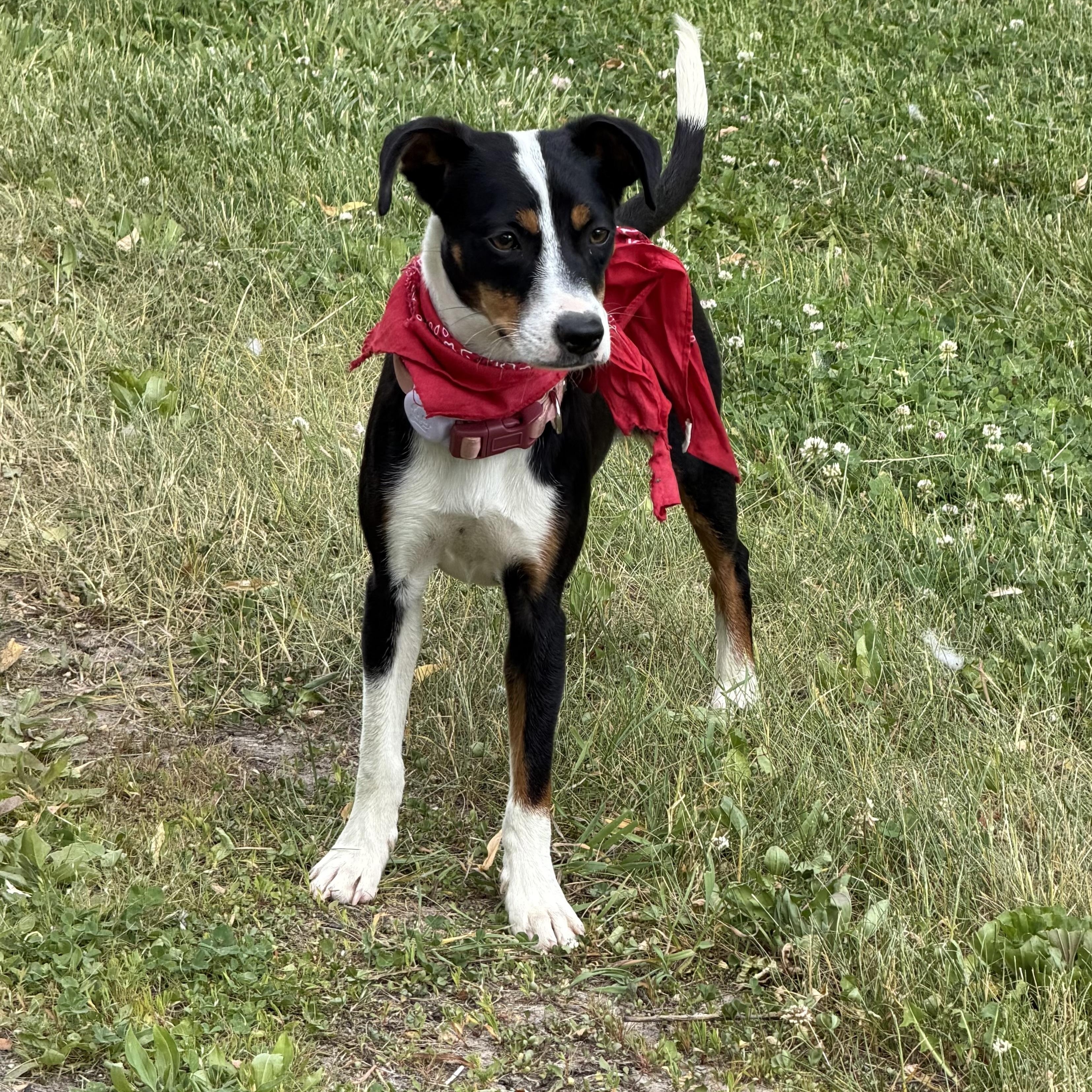 Brandy, a ADOPTABLE mixed breed in Cedarburg, WI image 2/6