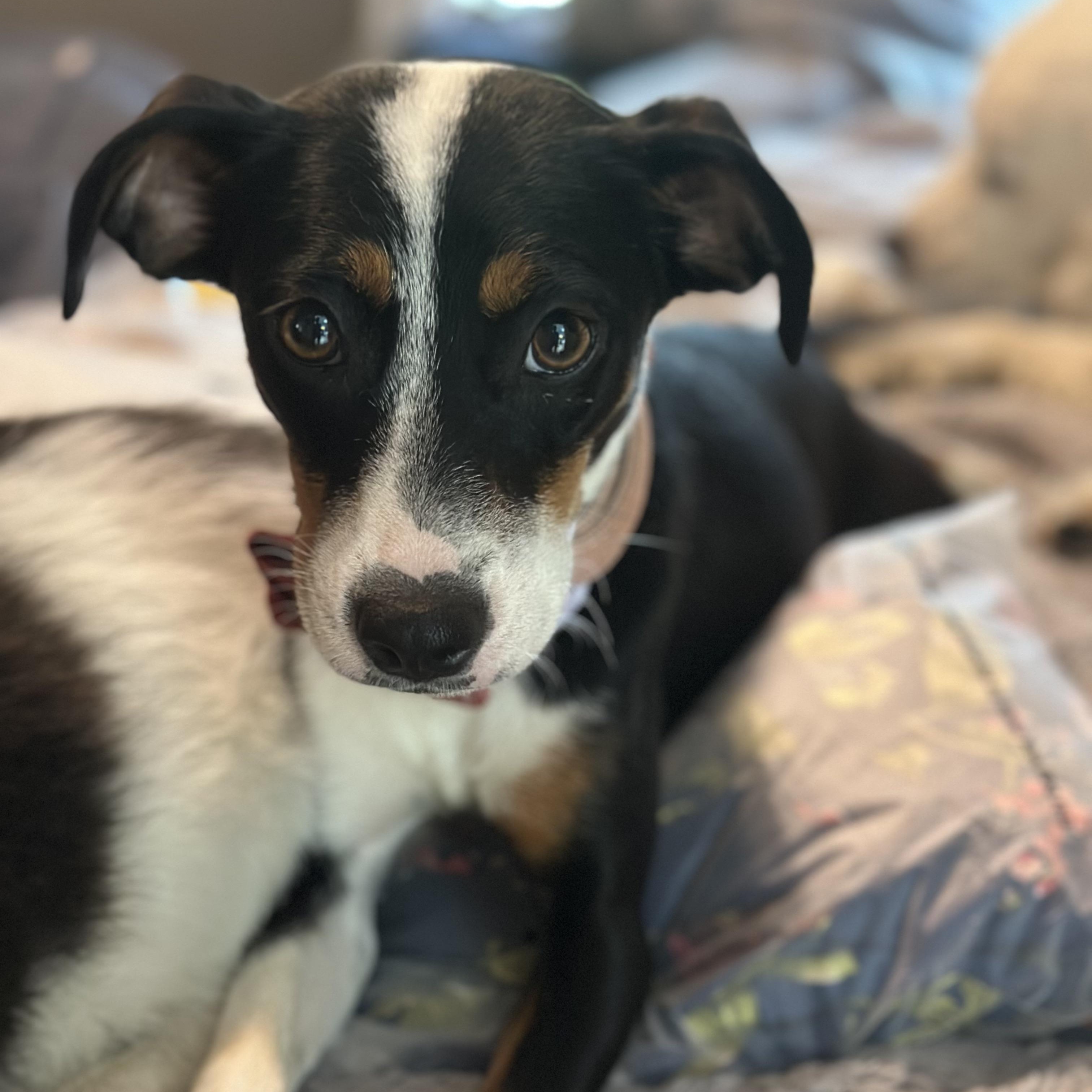Brandy, a ADOPTABLE mixed breed in Cedarburg, WI image 6/6