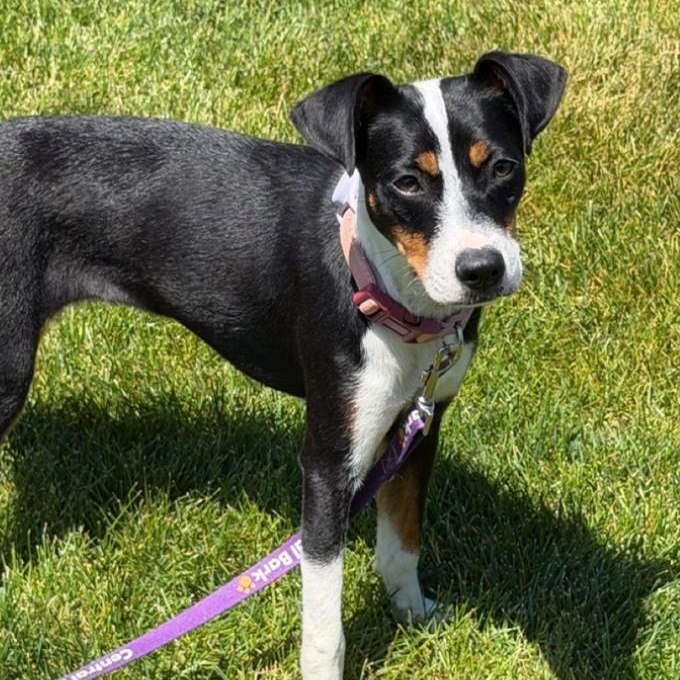 Brandy, a ADOPTABLE mixed breed in Cedarburg, WI image 5/6