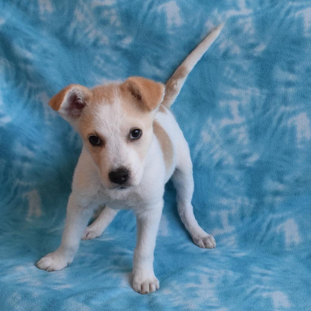 Bowie, Adoptable, Puppy Male Labrador Retriever & Terrier.