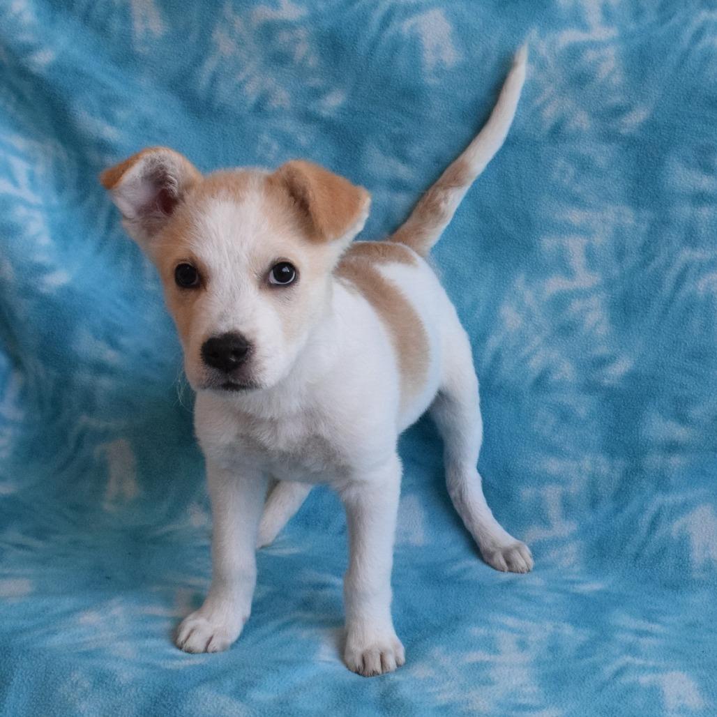 Enlarge Bowie, a Adoptable mixed breed in Eureka, CA image 2/4