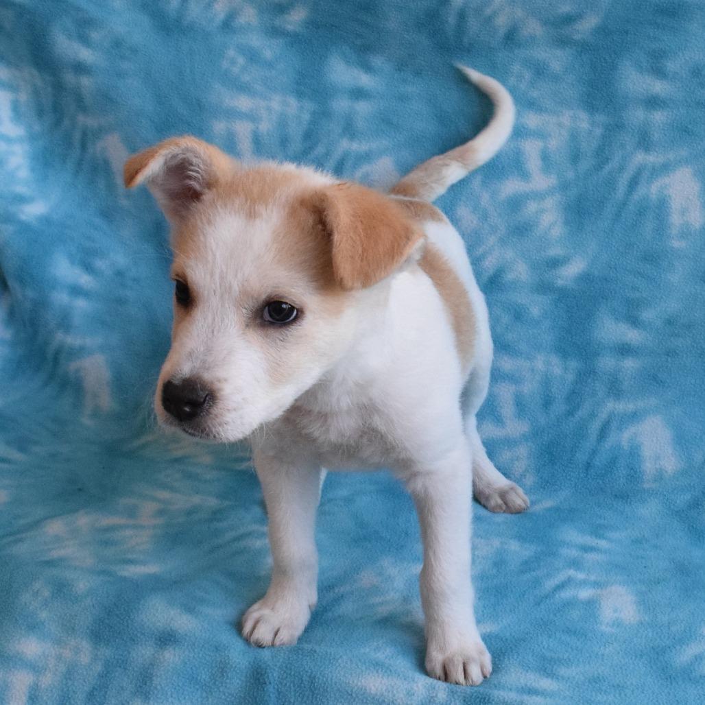 Enlarge Bowie, a Adoptable mixed breed in Eureka, CA image 3/4