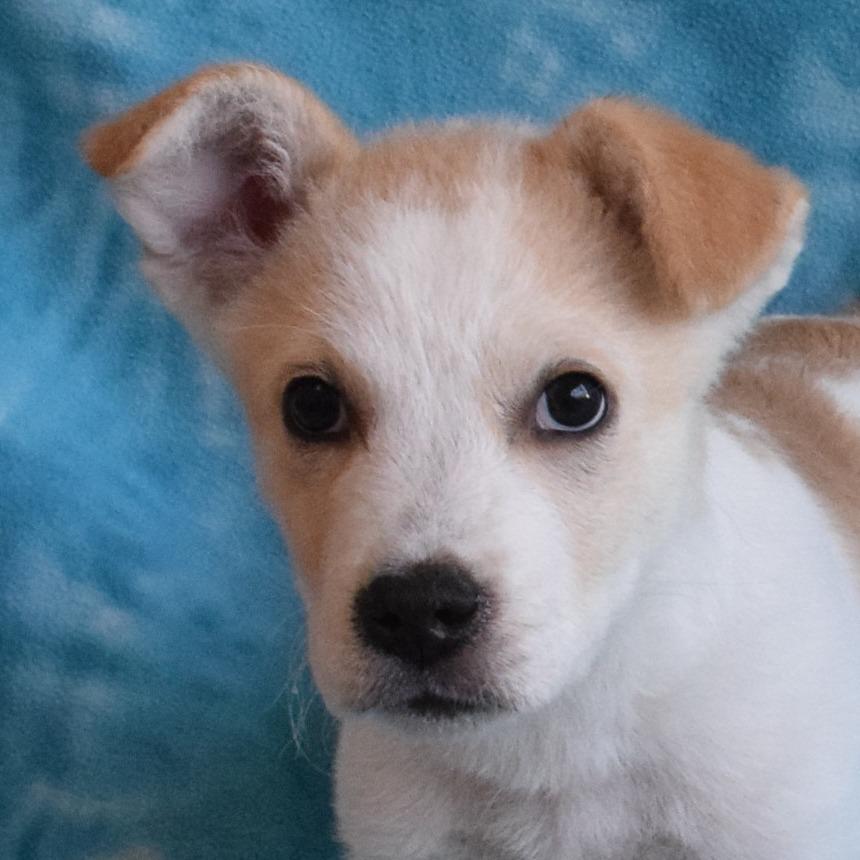 Enlarge Bowie, a Adoptable mixed breed in Eureka, CA image 4/4