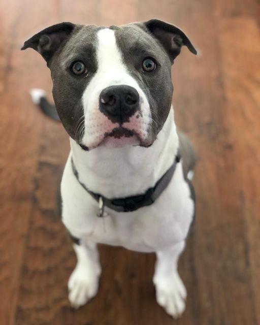 Bam Bam, a Adoptable mixed breed in Rocklin, CA image 1/12