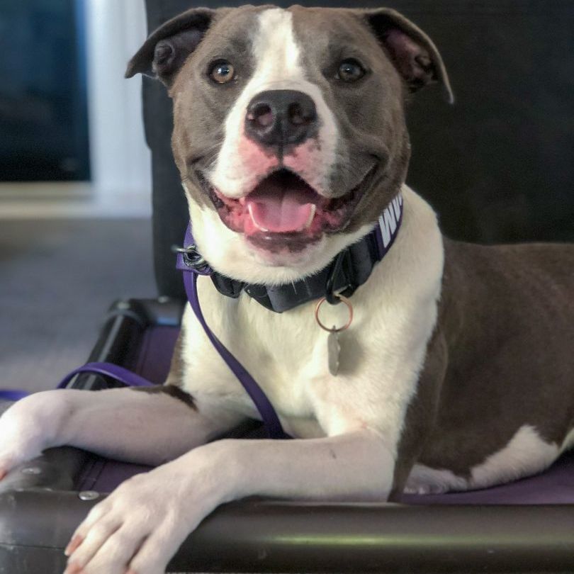 Bam Bam, a Adoptable mixed breed in Rocklin, CA image 2/12