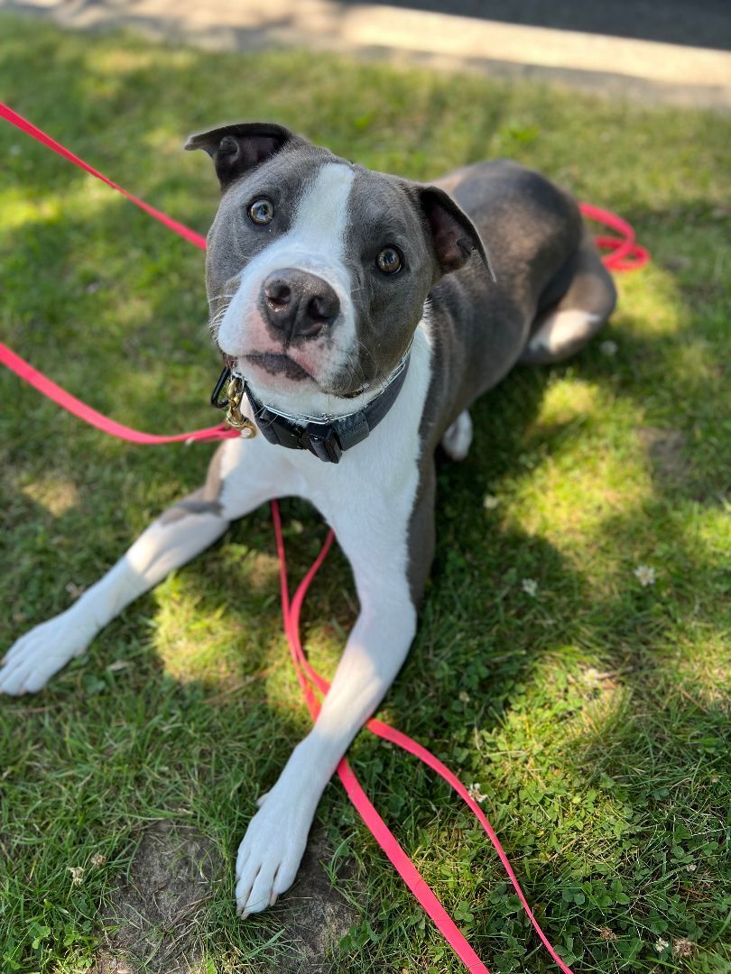 Bam Bam, a Adoptable mixed breed in Rocklin, CA image 5/12