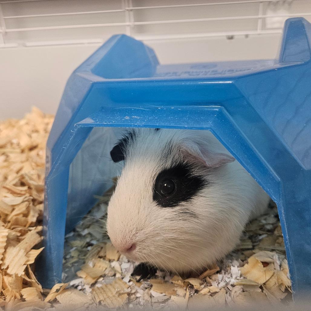 Enlarge Bert, a Adoptable Guinea Pig in Watertown, NY image 1/5