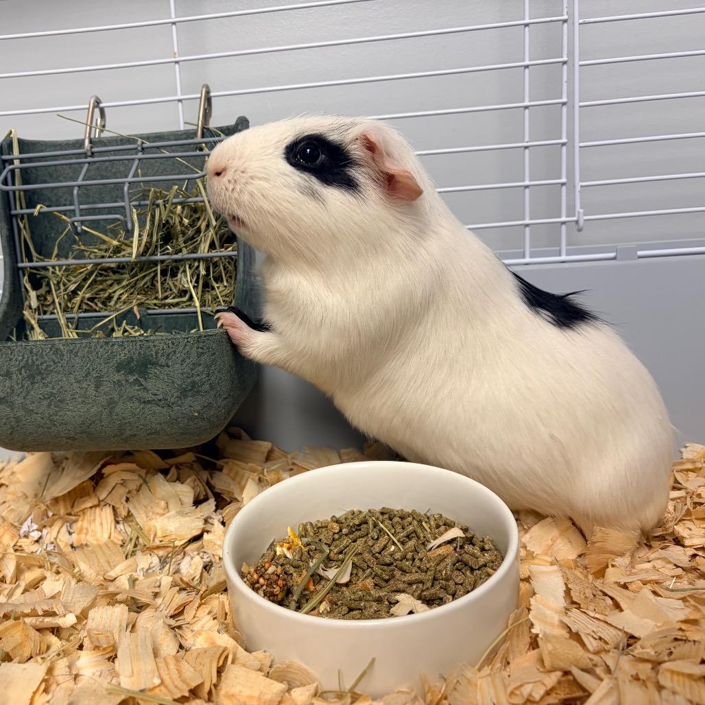 Enlarge Bert, a Adoptable Guinea Pig in Watertown, NY image 2/5