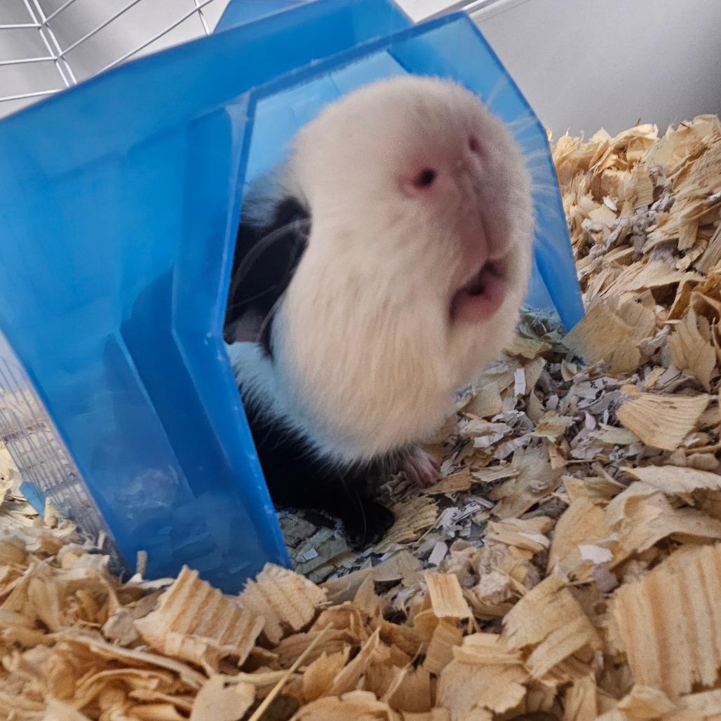 Enlarge Bert, a Adoptable Guinea Pig in Watertown, NY image 5/5