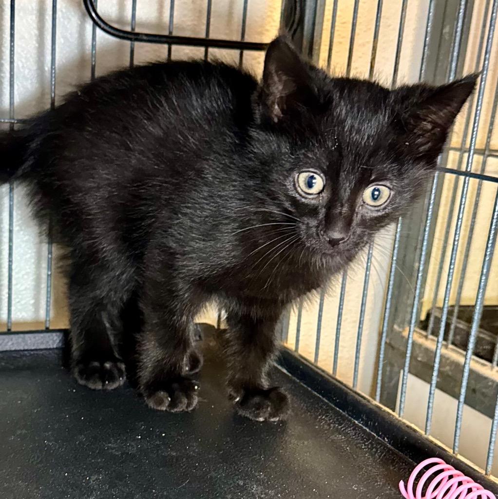 Cheerio, Adoptable, Kitten Male Domestic Short Hair.
