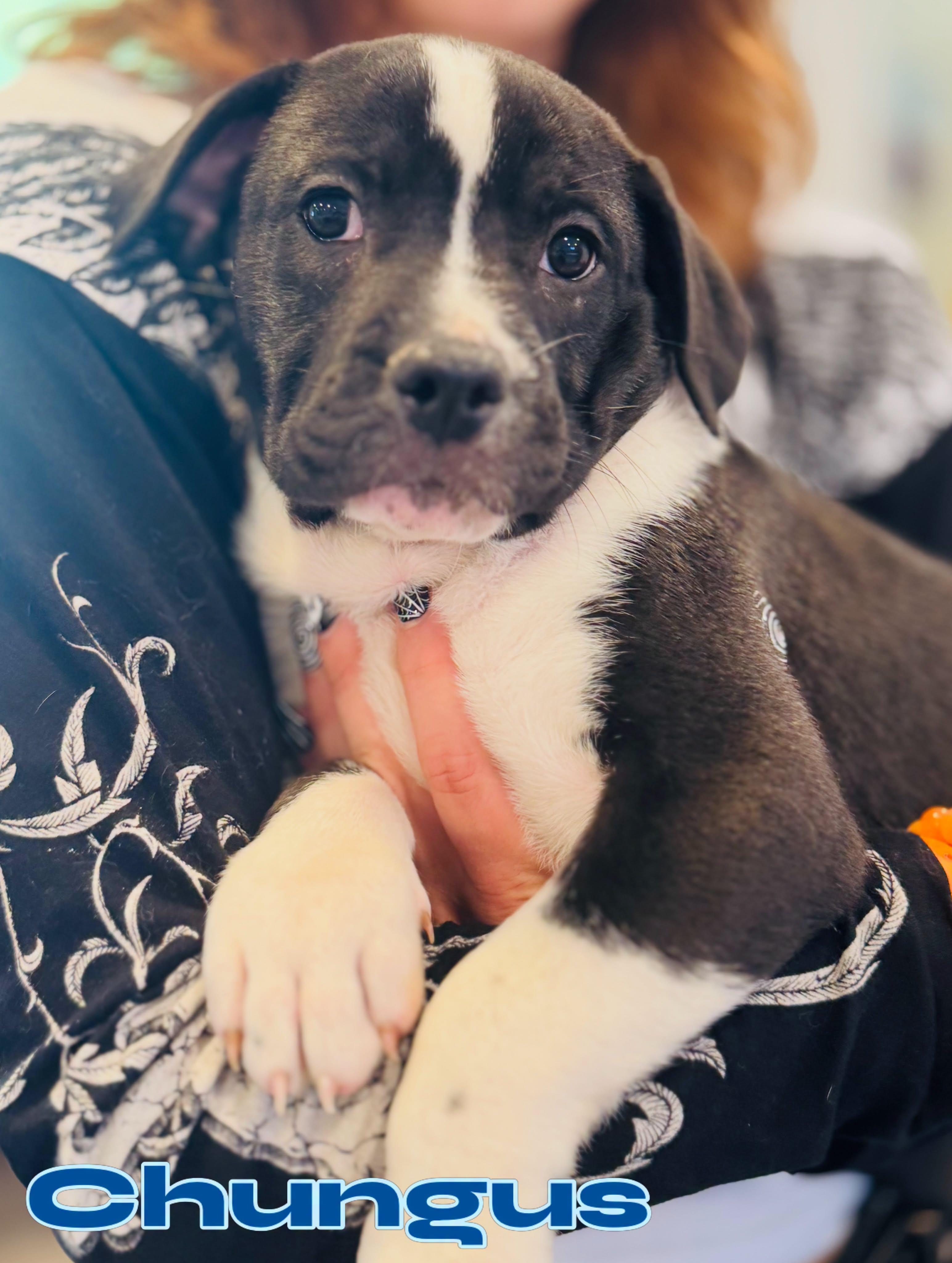 Enlarge Chungus, a Adopted Pit Bull Terrier in Rock Hill, NY image 1/3