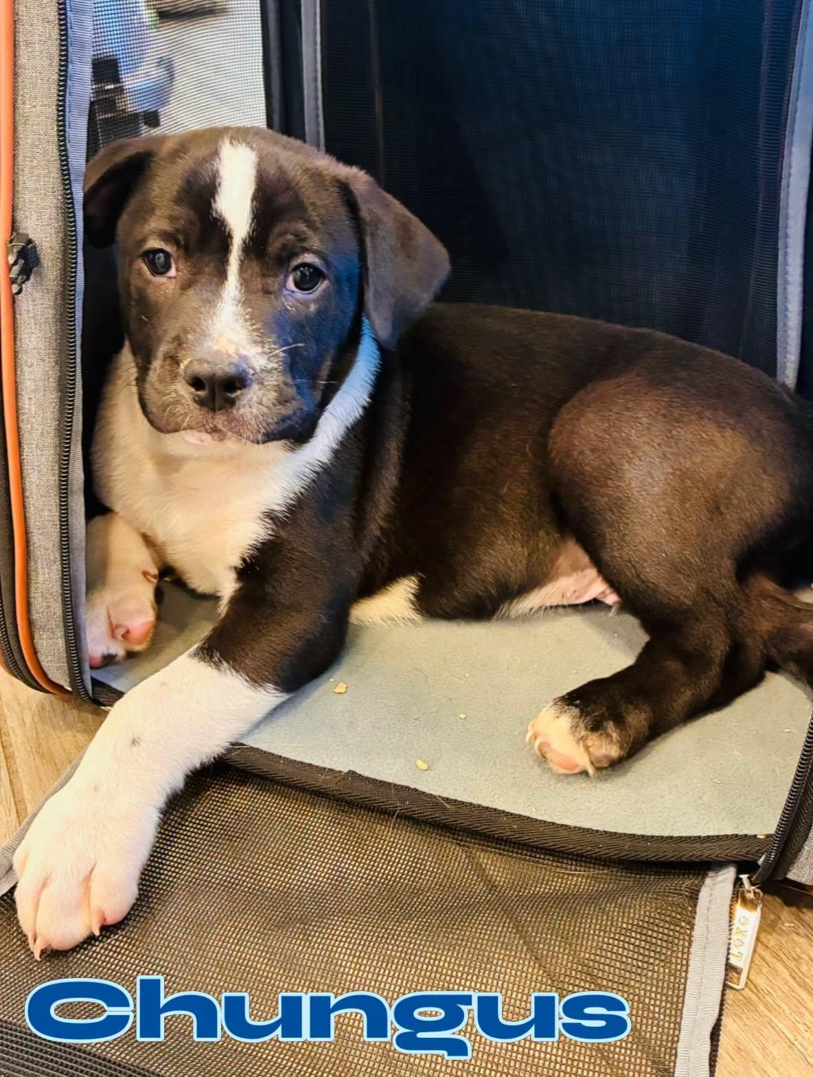Enlarge Chungus, a Adopted Pit Bull Terrier in Rock Hill, NY image 2/3