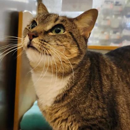 Enlarge Miss Kitty, a Adoptable mixed breed in Carrollton, TX image 1/3