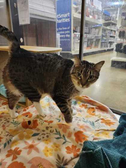 Miss Kitty — thumbnail 2