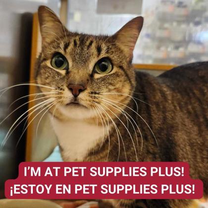 Miss Kitty — thumbnail 3