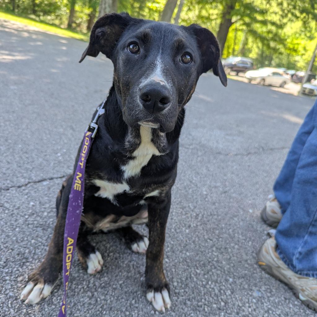 Aubrey, Adoptable, Puppy Female Hound & Mixed Breed.
