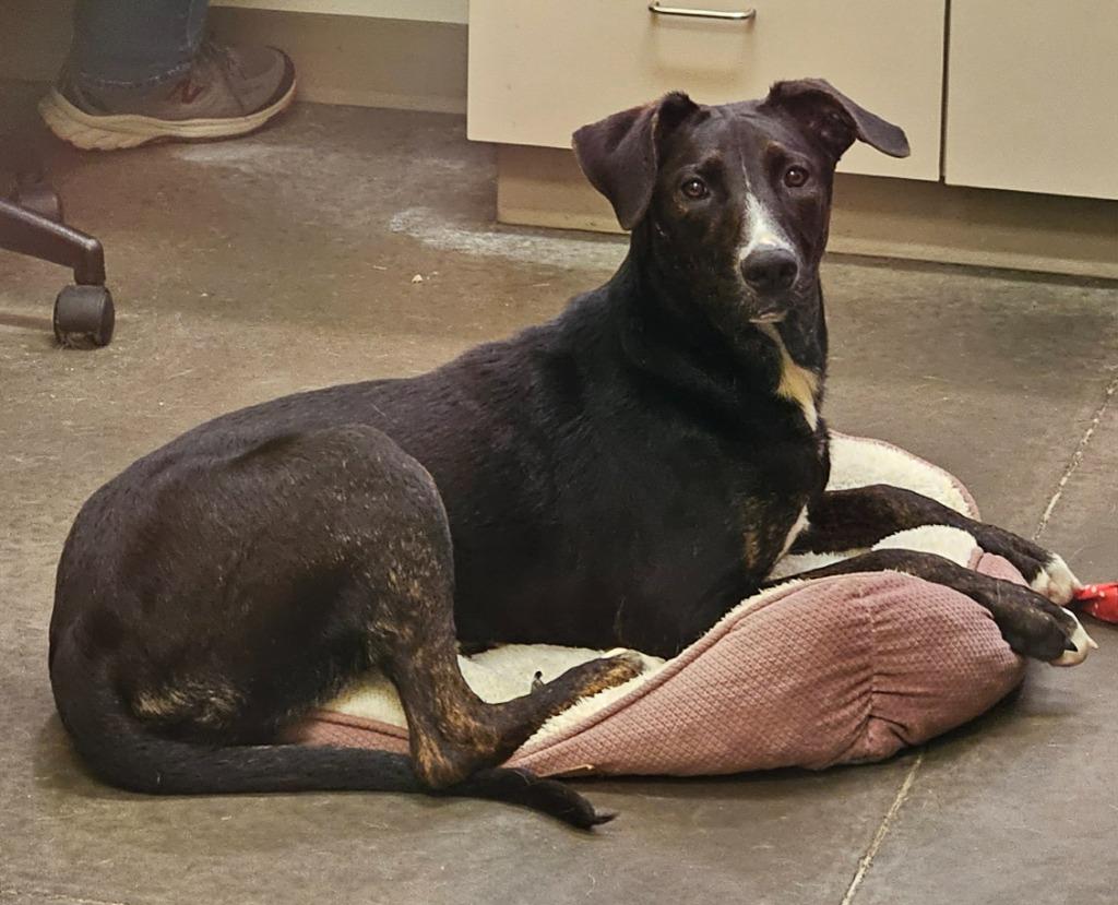 Aubrey, a Adoptable mixed breed in Murphysboro, IL image 2/6