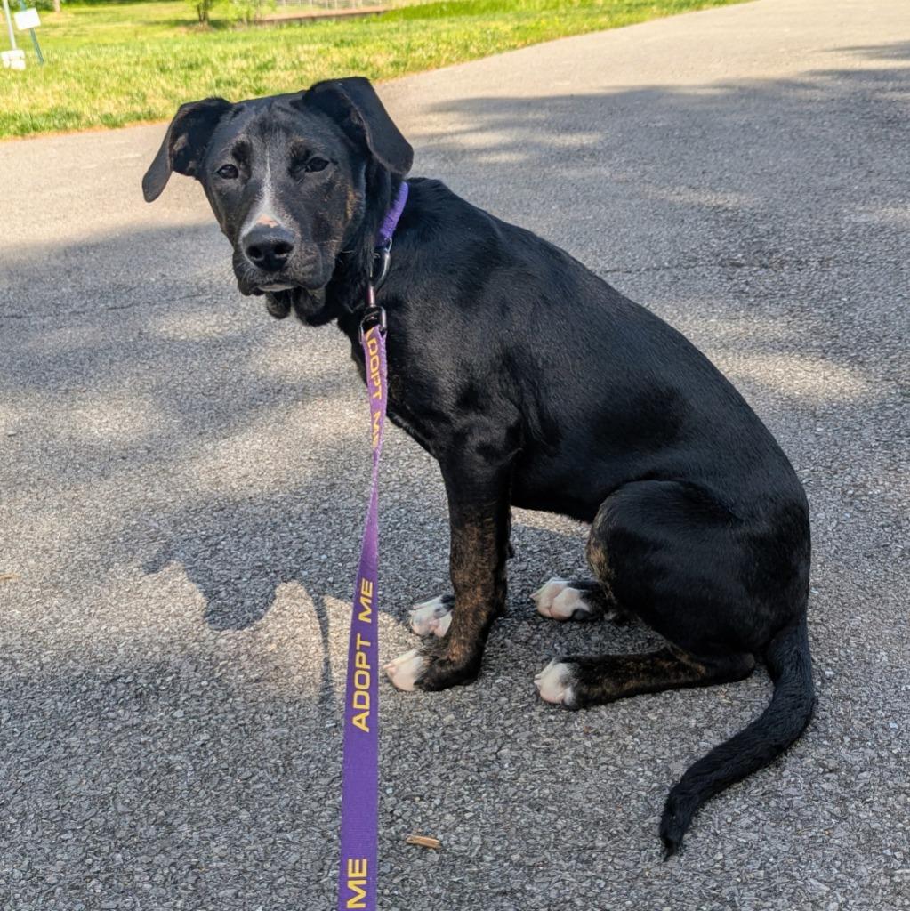 Enlarge Aubrey, a Adoptable mixed breed in Murphysboro, IL image 2/5