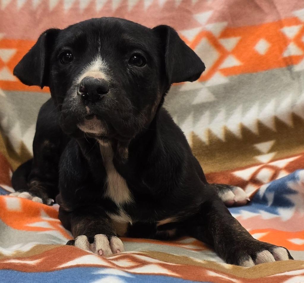 Enlarge Aubrey, a Adoptable mixed breed in Murphysboro, IL image 1/2