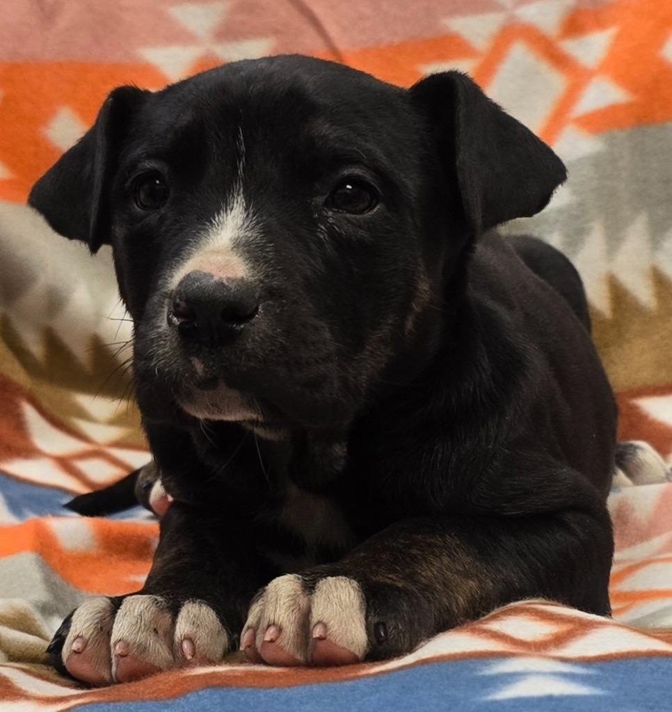 Enlarge Aubrey, a Adoptable mixed breed in Murphysboro, IL image 2/2