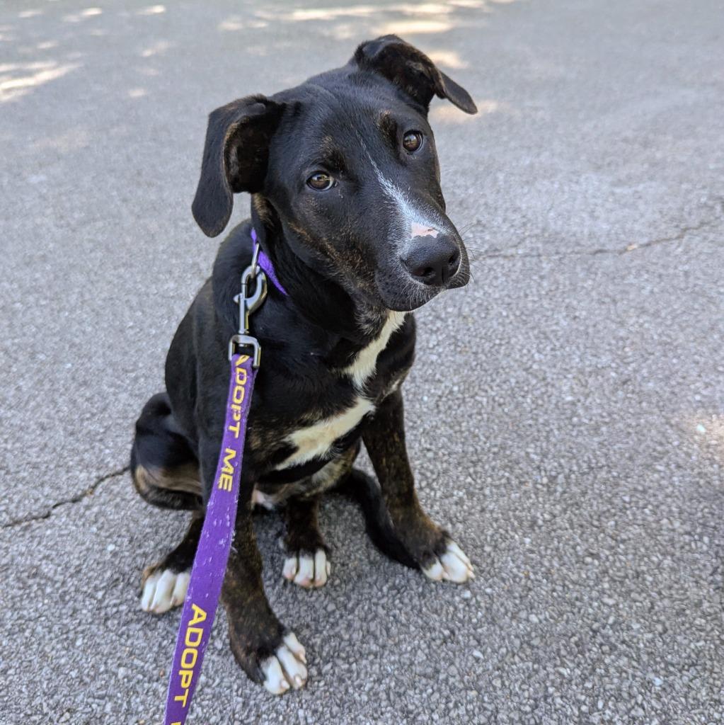 Enlarge Aubrey, a Adoptable mixed breed in Murphysboro, IL image 5/5