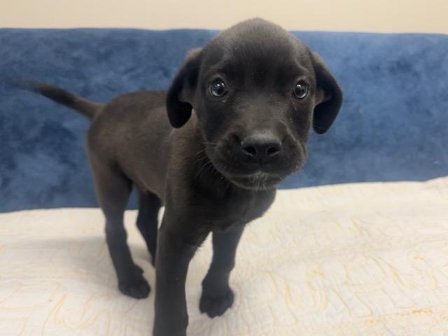 PLUTO, Adoptable, Puppy Male Labrador Retriever & Mixed Breed.