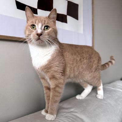 Enlarge Arthur, an adopted Domestic Short Hair in Mississauga, ON image 1/6