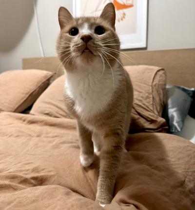 Enlarge Arthur, an adopted Domestic Short Hair in Mississauga, ON image 6/6