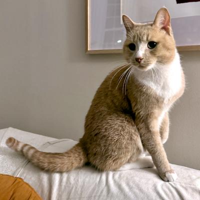 Enlarge Arthur, an adopted Domestic Short Hair in Mississauga, ON image 3/6