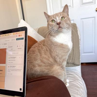 Enlarge Arthur, an adopted Domestic Short Hair in Mississauga, ON image 2/6