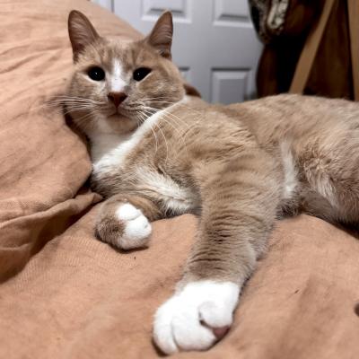 Enlarge Arthur, an adopted Domestic Short Hair in Mississauga, ON image 4/6