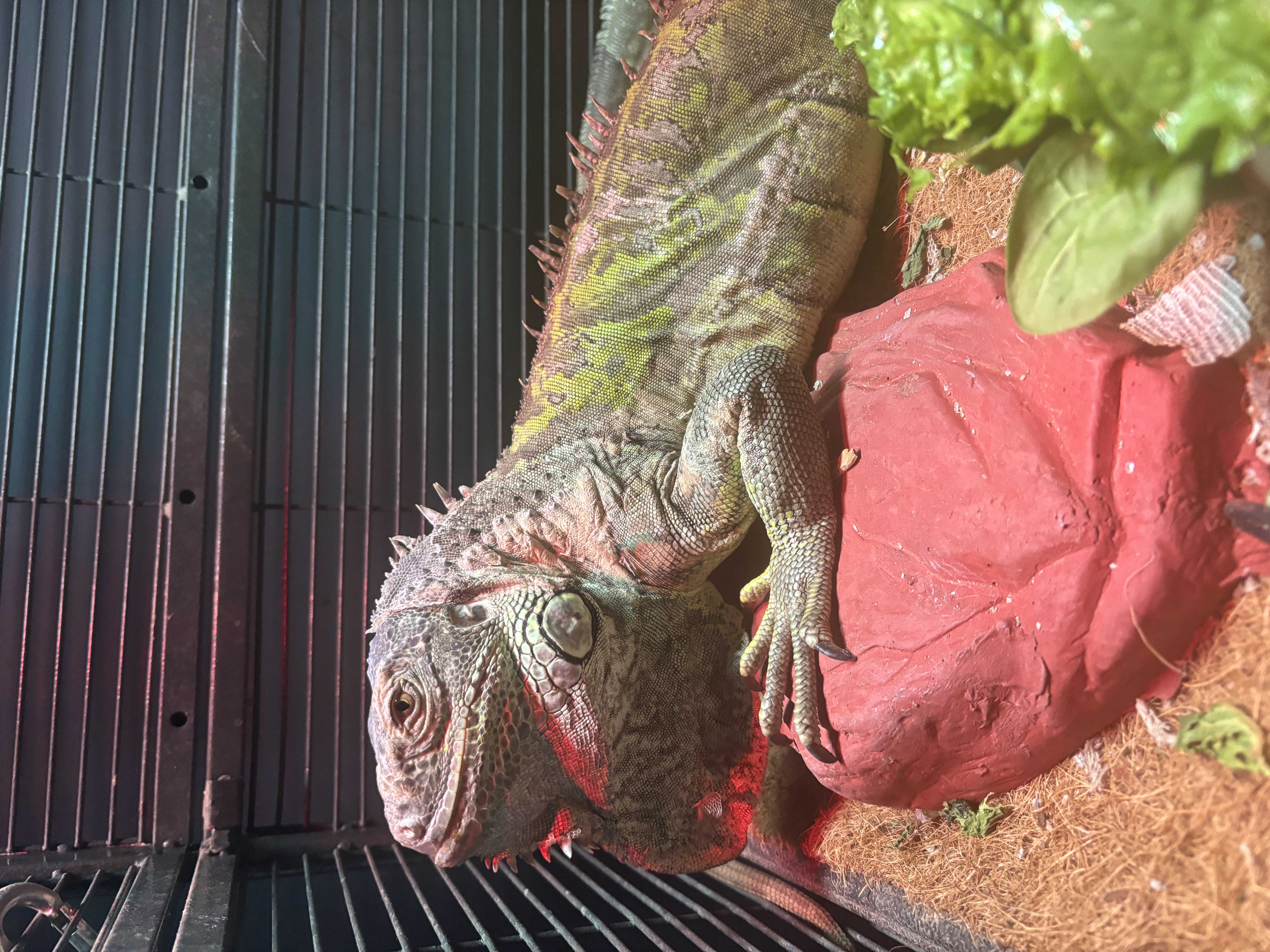 Kiwi, a Adoptable Iguana in Macomb, MI image 1/2